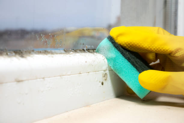 Best Attic Mold Removal  in USA